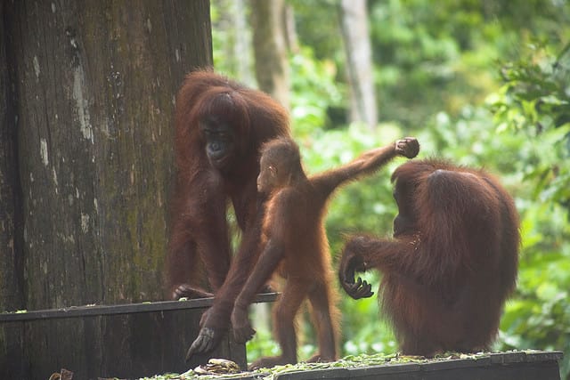 politiche delle foreste sangatta borneo indonesiano