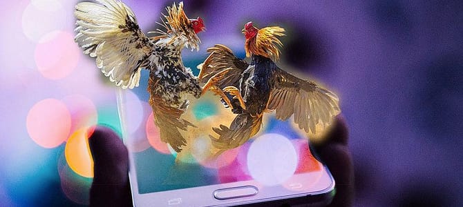 Combattimento di galli online nelle Filippine e diventa mortale