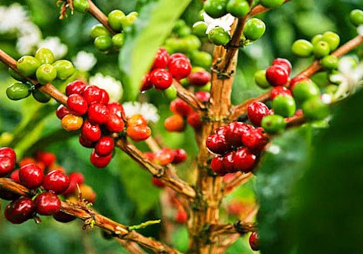 caffé vietnamita
