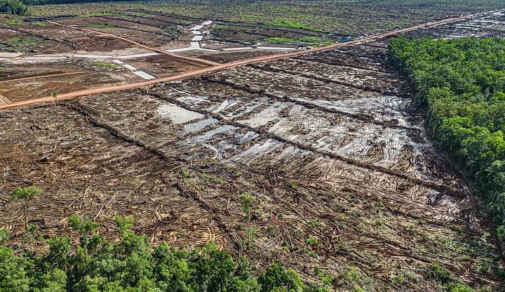 Bruciano le torbiere nel Borneo per fare nuove risaie
