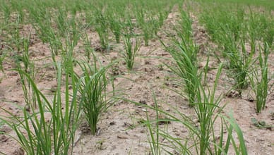 THAILANDIA: Qualcuno ha deciso di coltivare il riso biologicamente