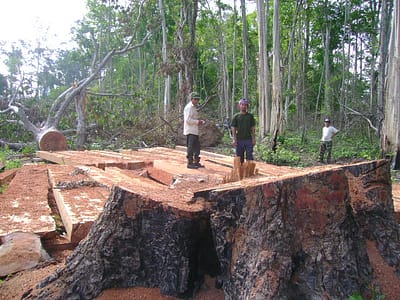Denudate aree di foreste protette della provincia di Ratanakiri