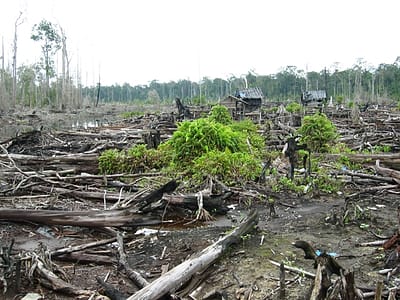 CO2 emessa cresce con deforestazione in Indonesia più del previsto
