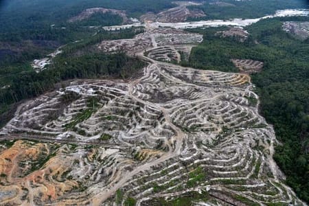 La cellulosa in fase liquida e le foreste indonesiane