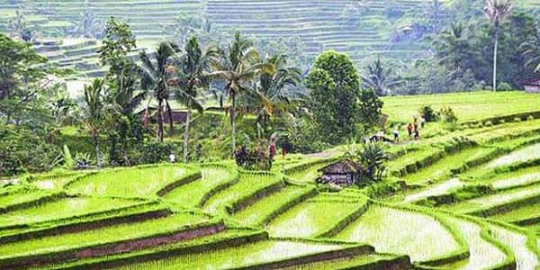 INDONESIA: Il sistema Subak e le risaie di Bali