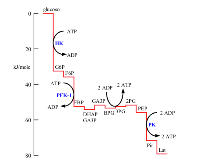 percorso metabolico della glicolisi energie