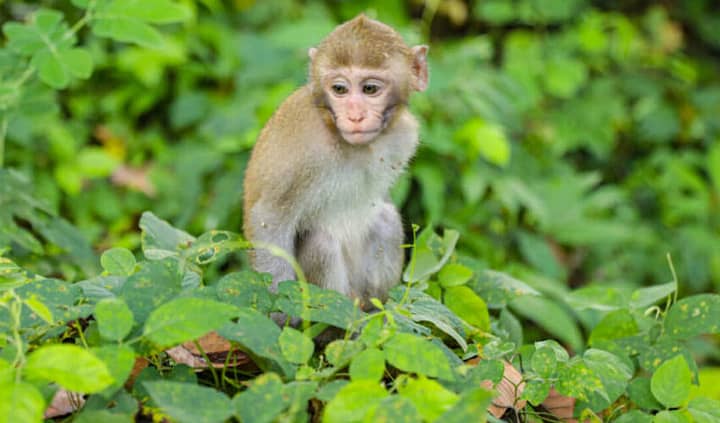 Traffico di fauna selvatica dalla giungla cambogiana a tutto il mondo