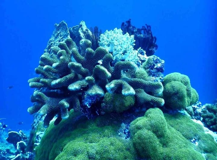 Coralli e ostriche, le barriere segrete sotto il mare di Puglia